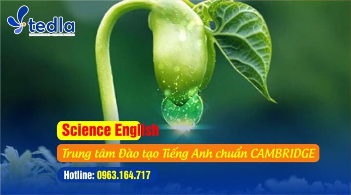 Tiếng Anh và Khoa học. Dự án: Cách trồng hạt đậu